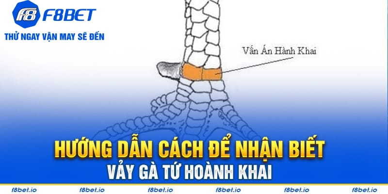 Cách để nhận biết vảy gà tứ hoành khai dễ dàng