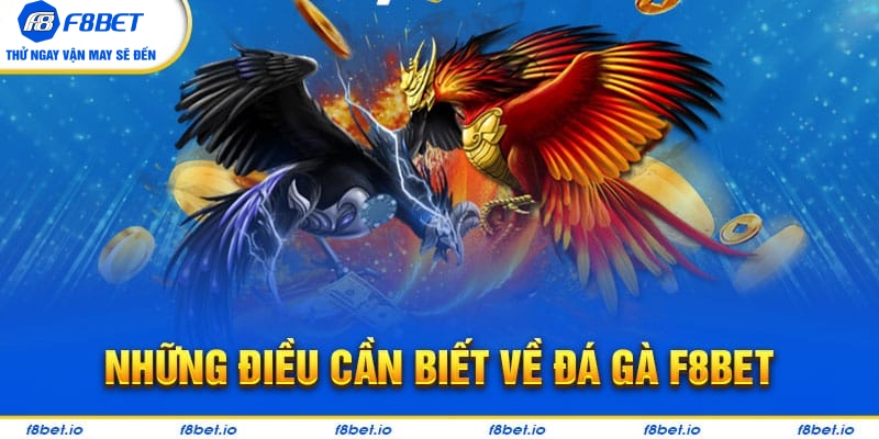 Một số nét cơ bản về đá gà F8bet